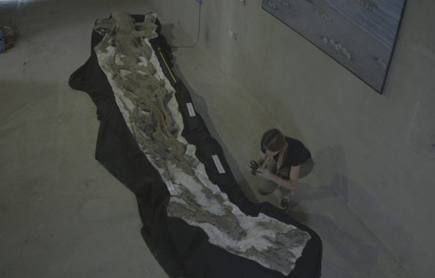 Abacus-Idea--L’últim-gegant-d’Europa